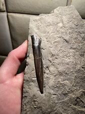 Belemnite fossile acrocoelites d'occasion  Sessenheim