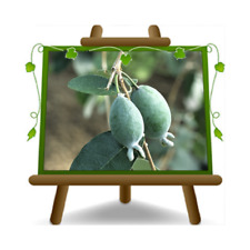 Feijoa den choice usato  Bettona