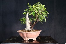 Japanese ume apricot for sale  Montgomery