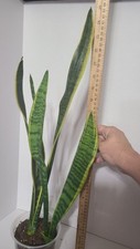 Snake plant sansaveria for sale  Oakdale
