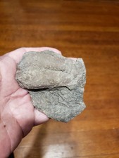 Trilobite resting burrow.rusop for sale  Kingsport