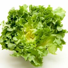 Endive rosy seeds for sale  HINCKLEY
