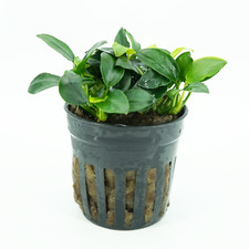 Buy2get1free petite anubias for sale  Inglewood