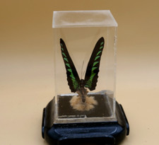 Vintage butterfly taxidermy for sale  Pompano Beach