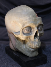 Anatomical head brain for sale  Lenexa