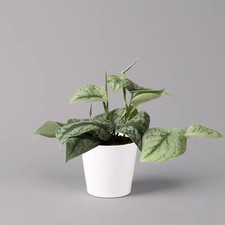 Scindapsus pictus trebie gebraucht kaufen  Deutschland