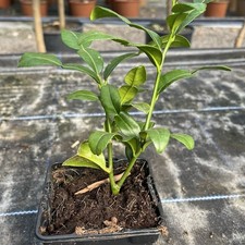 Citrus kaffir lime for sale  HELSTON