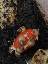 Lissachatina fulica juvénile d'occasion  Rethel