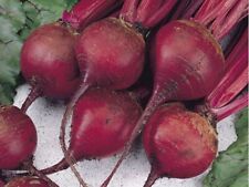 Ruby queen beet for sale  Baltimore