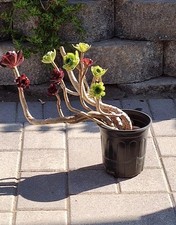 Aeonium arboreum trio for sale  Corona