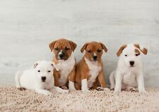 Cute staffie puppies for sale  SELBY