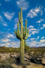 Saguaro riesenkaktus kaktus gebraucht kaufen  Rennertshofen