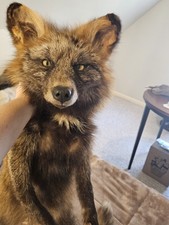 Gorgeous black orange for sale  Holland