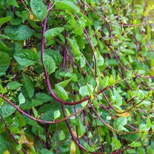 Red stem malabar d'occasion  Expédié en Belgium