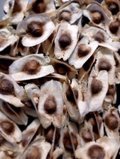 Moringa seeds growing for sale  Lakeland