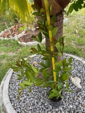Grumichama brazil cherry for sale  Cape Coral