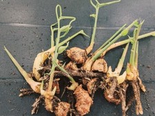 Bareroot ginger plants for sale  FELTHAM