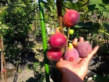 Ficus carica var.khurtmani usato  Trappeto