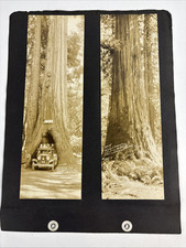 1933 redwood forest for sale  Farmington