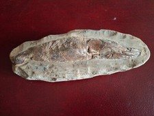 Fossile poisson rhacolepsis d'occasion  Yerres