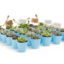Succulent source wedding for sale  Miami