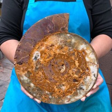Hermosa muestra mineral de cristal de caracola en rodajas fósil natural de 5,08 lb 2289 segunda mano  Embacar hacia Mexico