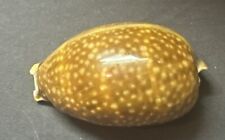 Cypraea cervus atlantic for sale  Niceville