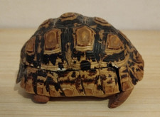 Carapace tortue ancienne d'occasion  Albi