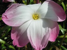 Rain lily zephyranthes for sale  Middleburg