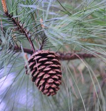 Pinus taeda loblolly usato  Napoli