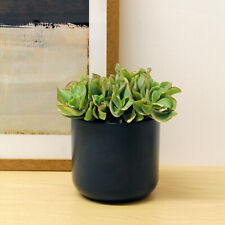 Crassula curly green for sale  GLASGOW