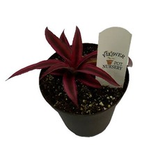 Flowerpotnursery earth star for sale  Loranger