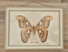 Atlas moth framed for sale  BURY