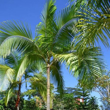 King palm seeds for sale  Denver