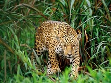 Leopard 8x10 glossy for sale  Eau Claire