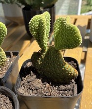 Live golden wavy for sale  San Antonio