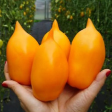 10st tomatensamen buratino gebraucht kaufen  Parey