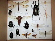 Insect collection beetles for sale  WATERLOOVILLE