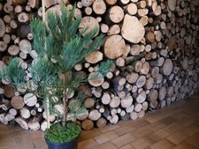 Mammutbaum sequoiadendron giga gebraucht kaufen  Lohra
