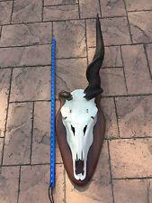 African cape eland for sale  Signal Mountain