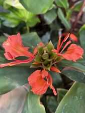 Hedychium greenii plant for sale  CHIGWELL