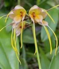 Masdevallia species tridens gebraucht kaufen  Augsburg