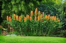 Hedychium gardnerianum zenzero usato  Spedire a Italy