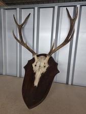 Mounted european roe for sale  LEICESTER