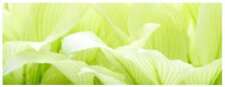 Hosta white feather for sale Hosta white feather for sale  MARKET RASEN