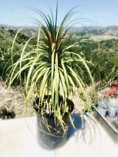 Beaucarnia recurvata ponytail for sale  Temecula