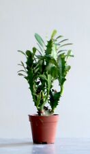 Euphorbia trigona piante usato  Folignano