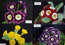 Primula auriculas kingfisher for sale  PLYMOUTH