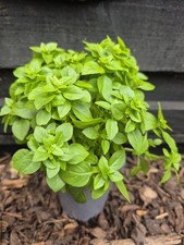 Basil plants green for sale  LONDON