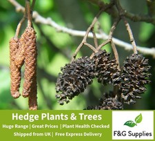 Alder alnus glutinosa for sale Alder alnus glutinosa for sale  ALTON